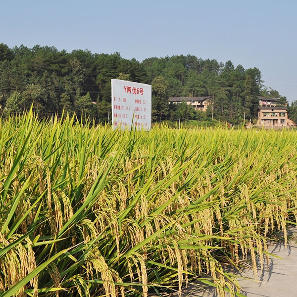 Y兩優(yōu)6號(hào)
