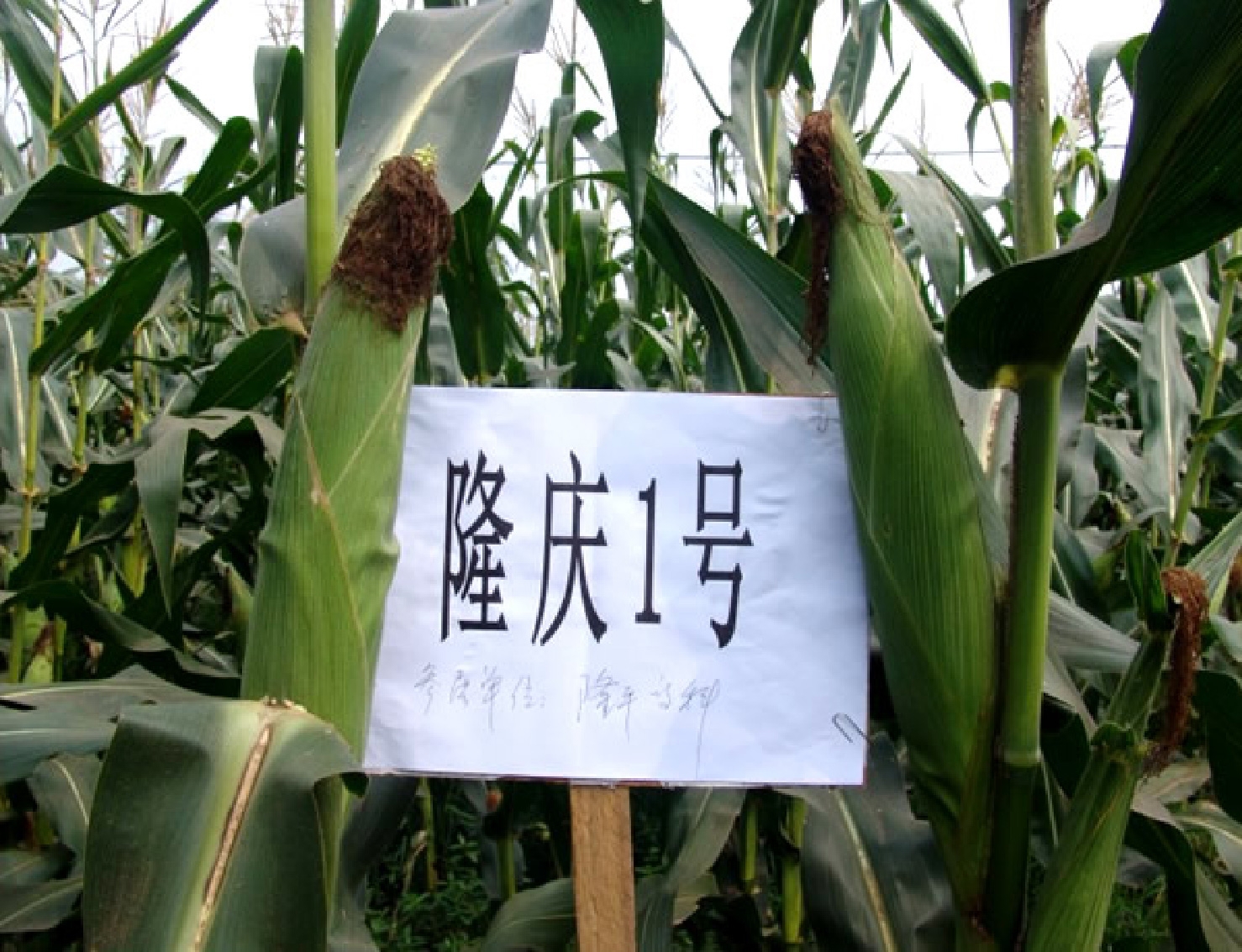 隆慶一號